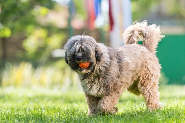 7 fouten die je beter vermijdt bij het adopteren van een Tibetaanse Terriër pup