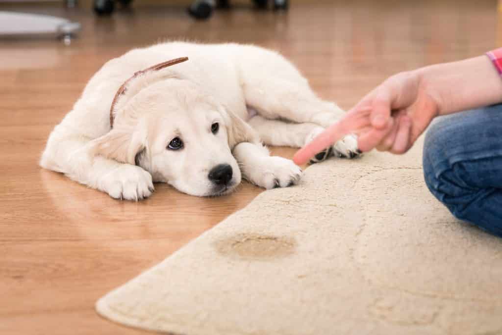 Hoe je je puppy zindelijk maakt zonder stress: de natuurlijke methode die écht werkt