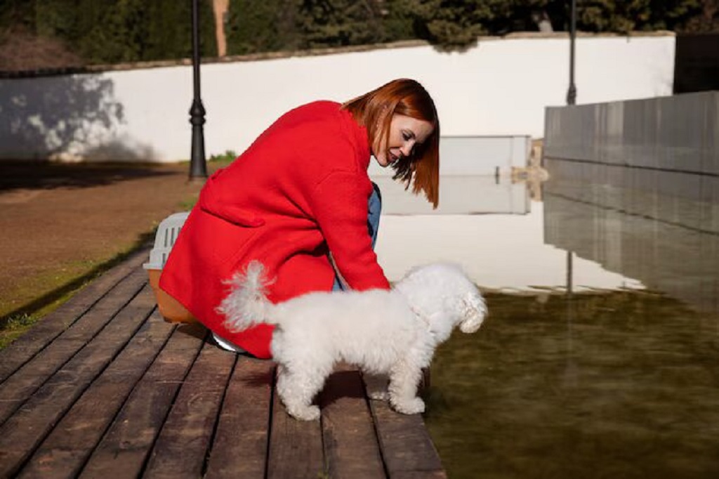 Opvoeding van de Tibetaanse Terriër: zachte methodes en slimme trucs die écht werken
